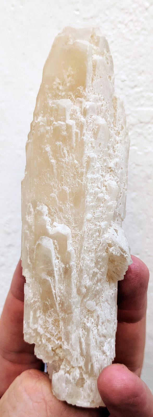 Celestina
12,5 x 3,6 cm.
(Autor: carles)