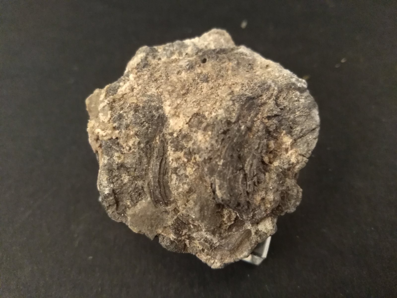 Arsénico
40 x 38 mm
(Autor: Sante Celiberti)