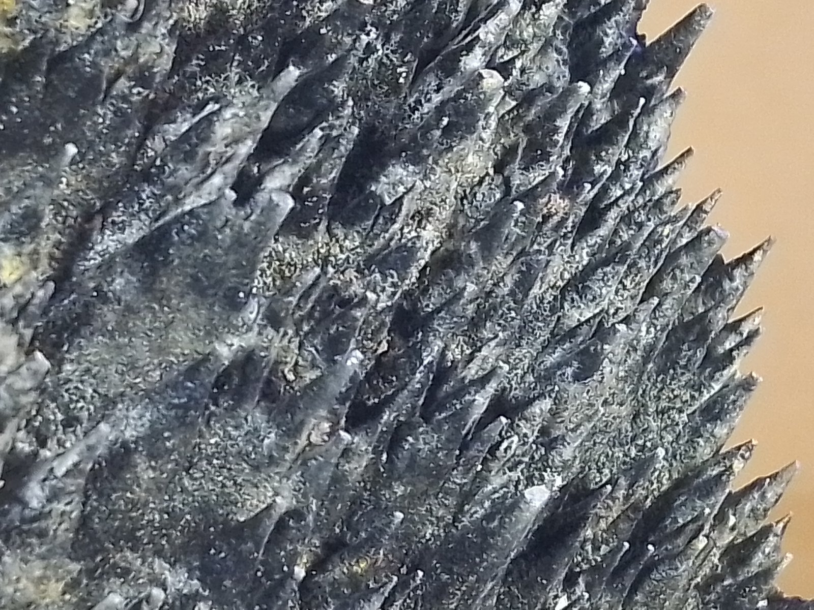 Goethita
11 x 5 cm.
(Autor: Felipe Abolafia)