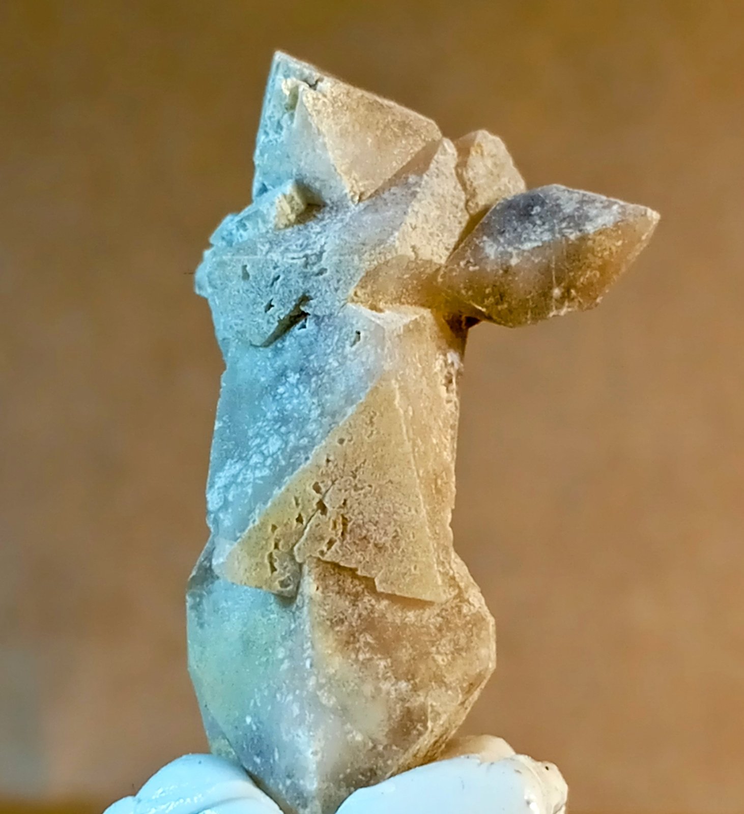 Celestina
2,80 x 1 cm.
(Autor: Felipe Abolafia)