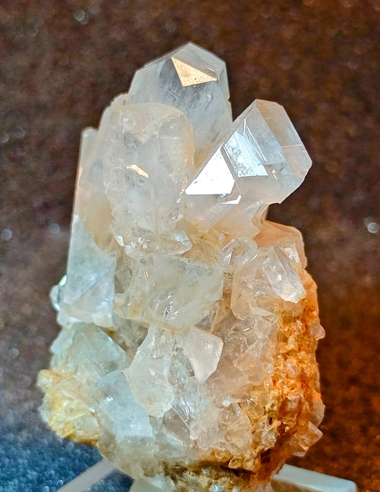 Celestina
3 x 4 cm.
(Autor: Felipe Abolafia)