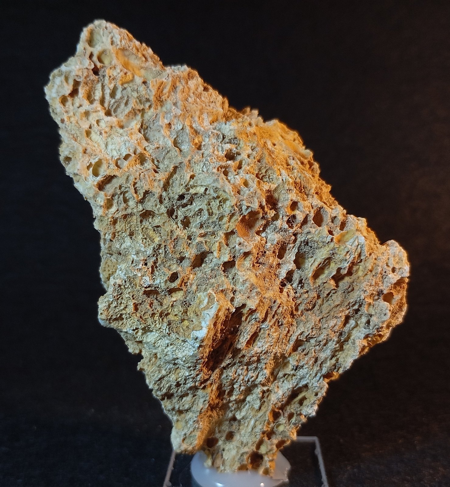 Celestina
8,5 x 5 cm.
(Autor: Felipe Abolafia)