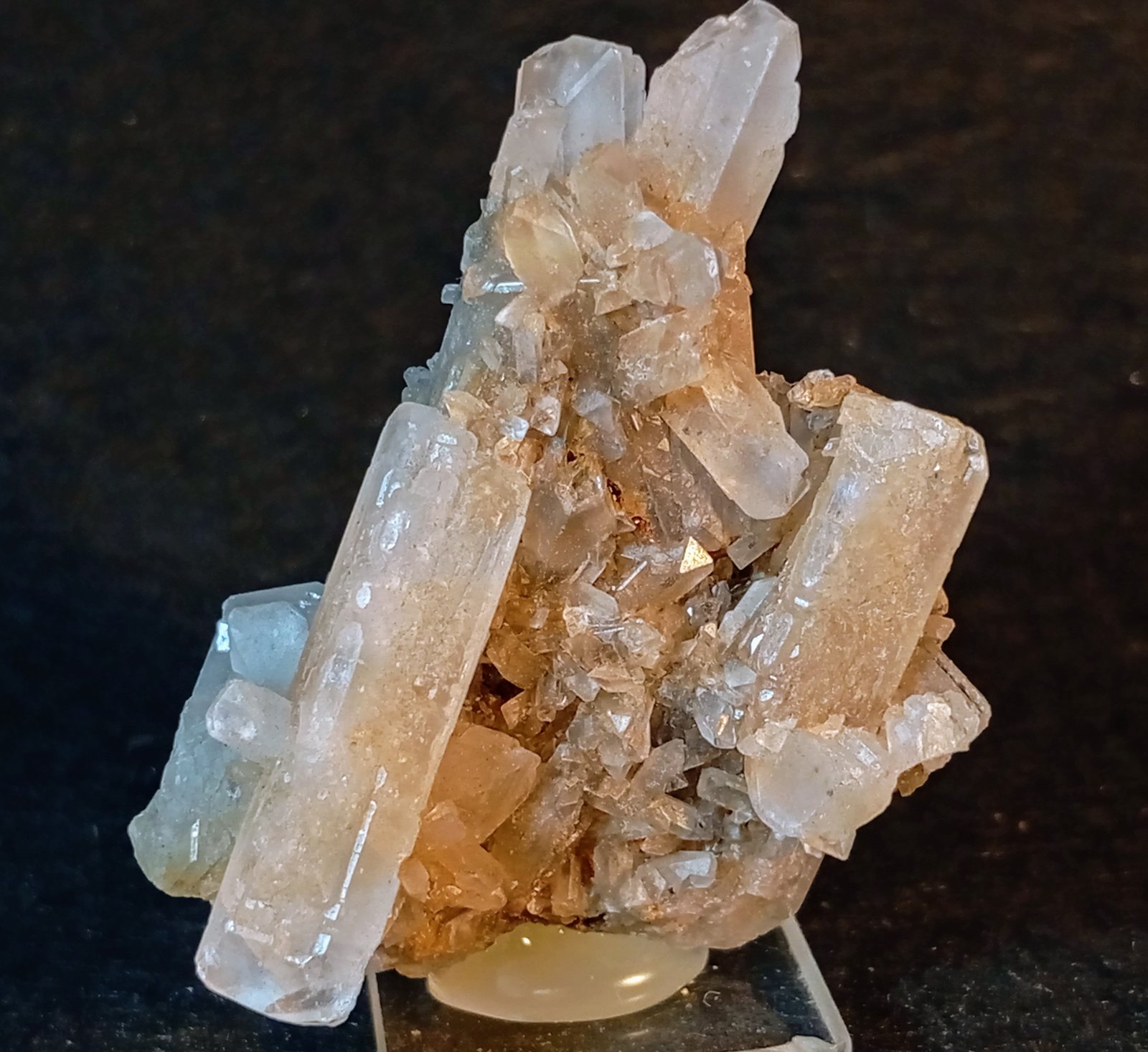 Celestina
3,5 x 4 cm.
(Autor: Felipe Abolafia)