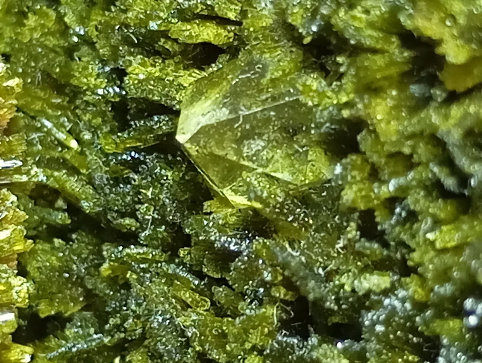 Epidota y Cuarzo
4,5 x 4 cm.
(Autor: Felipe Abolafia)