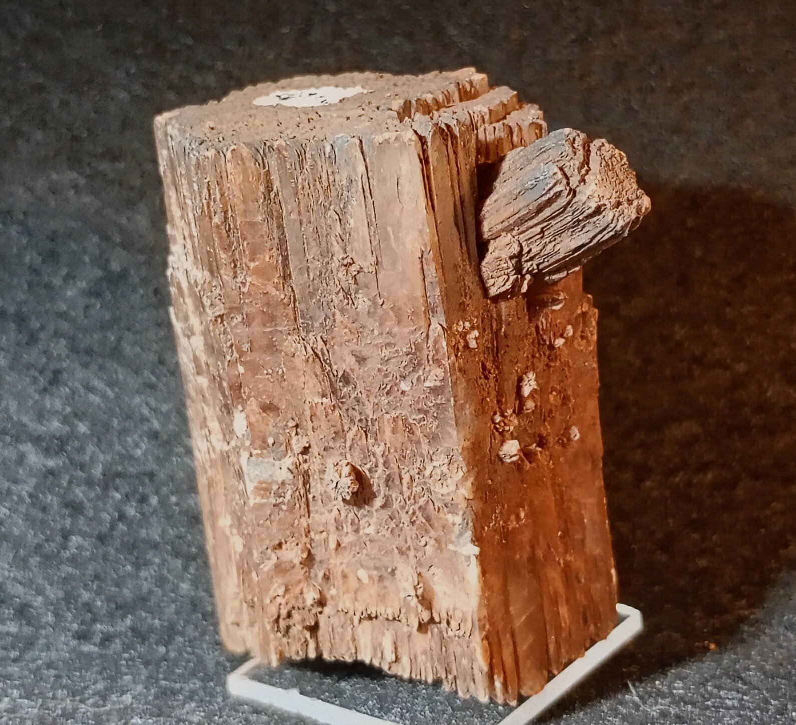 Aragonito
Afloramiento del Keuper, Cobeta, Comarca Señorío de Molina - Alto Tajo, Guadalajara, Castilla-La Mancha, España
4 x 5,5 cm.
(Autor: Felipe Abolafia)
