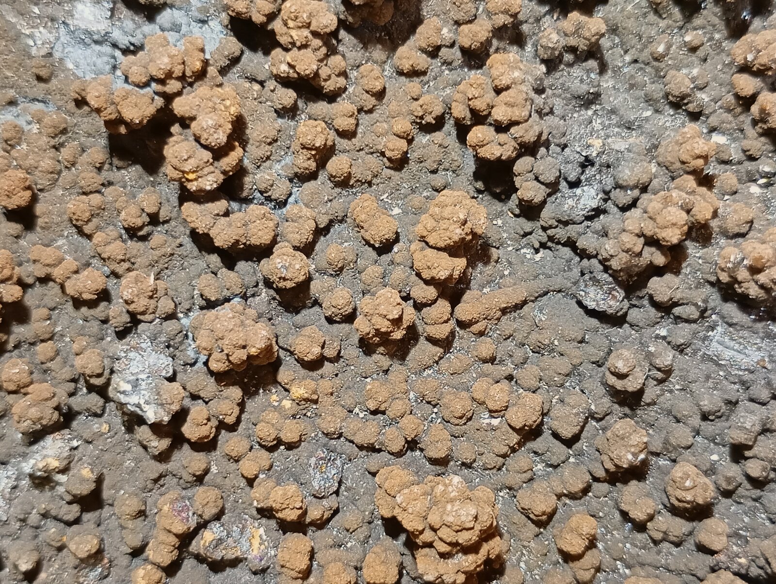 Barita (variedad botroidal)
Rio Tinto Mines, Minas de Riotinto, Comarca Cuenca Minera, Huelva, Andalusia, Spain
14 x 9 cm
(Autor: Felipe Abolafia)
