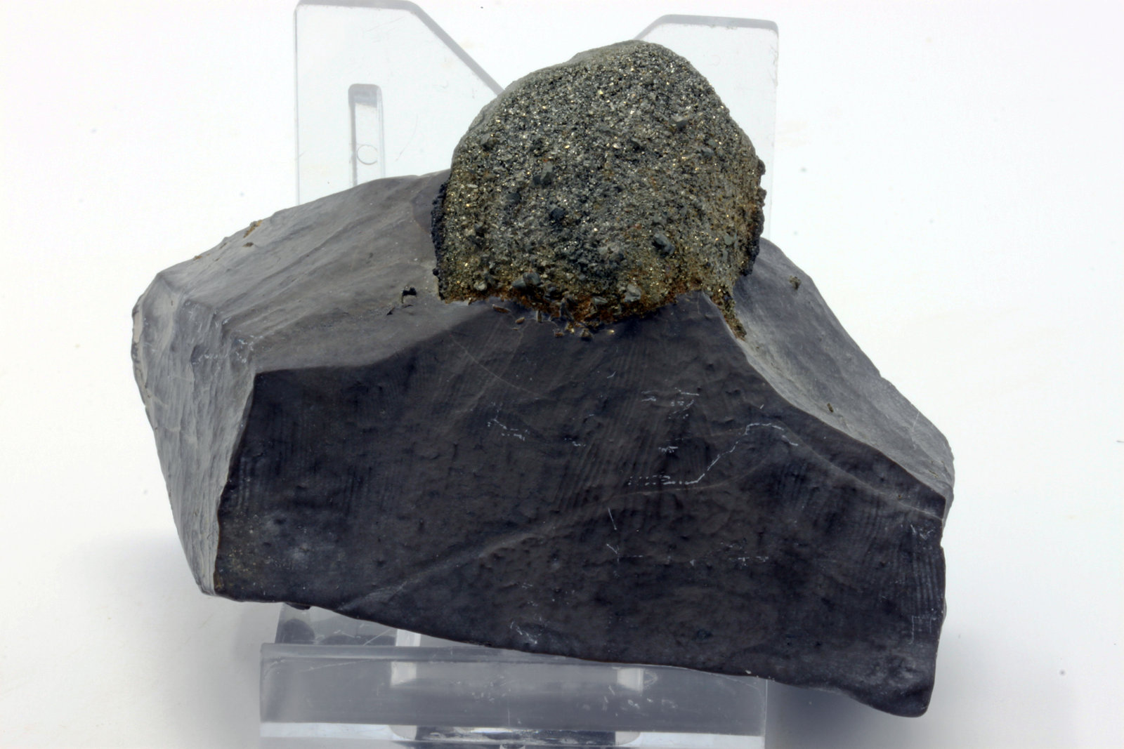 Pirita
7,0 x 3,6 cm.
(Autor: carles)