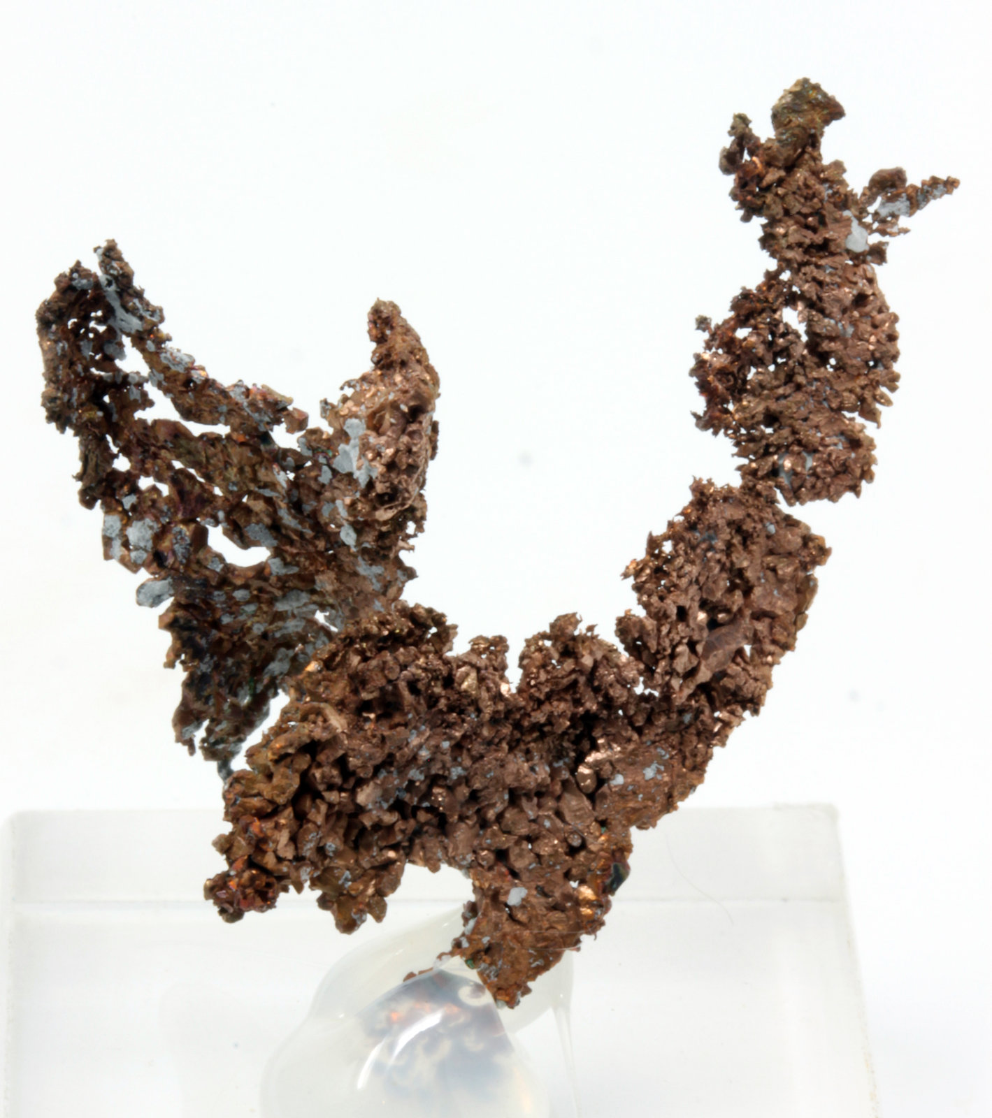 Cobre
2,9 x 1,7 cm.
(Autor: carles)