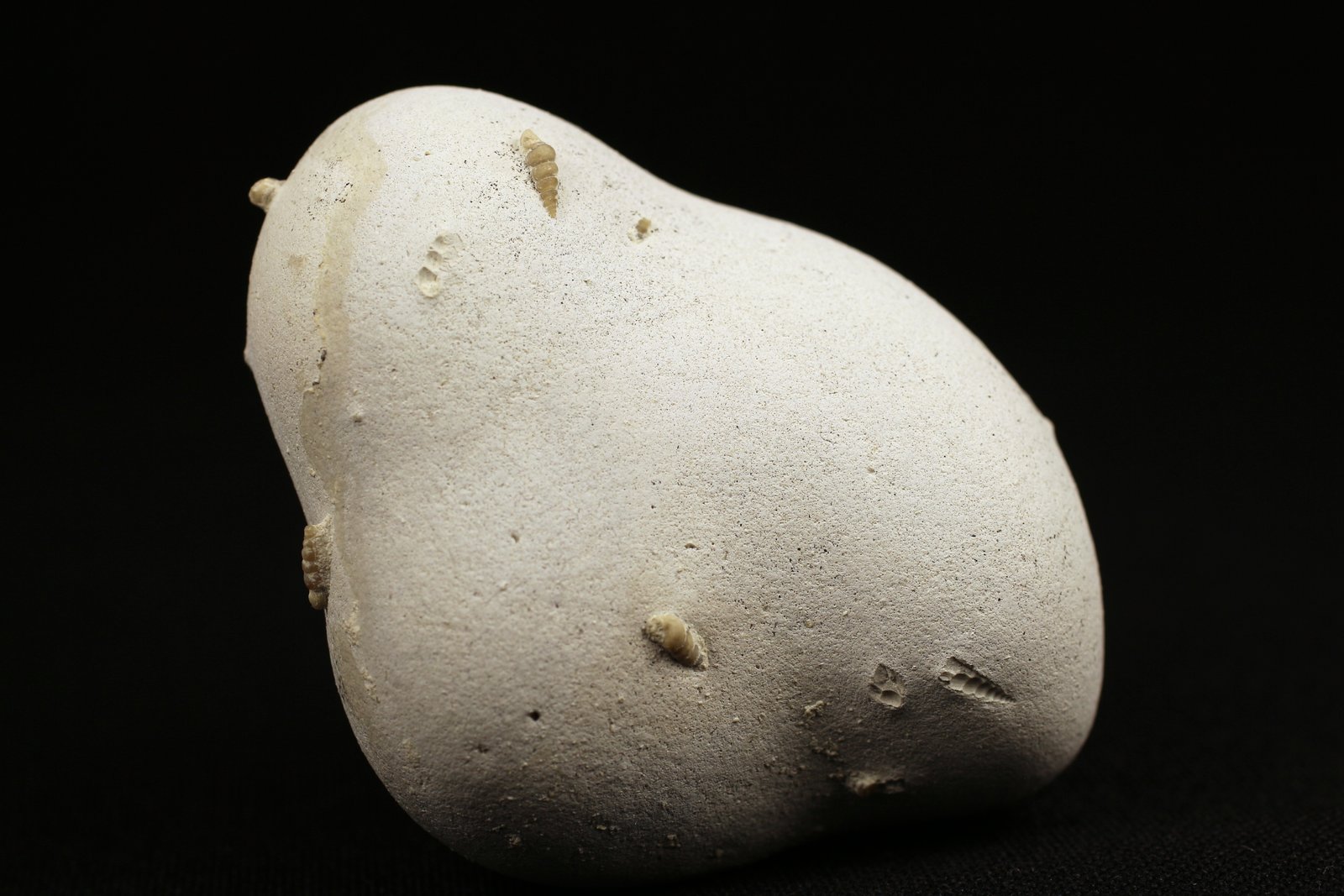 Ópalo (variedad menilito)
5.7 x 4.4 x 3 centimetros
(Autor: Ricardo Melendez)