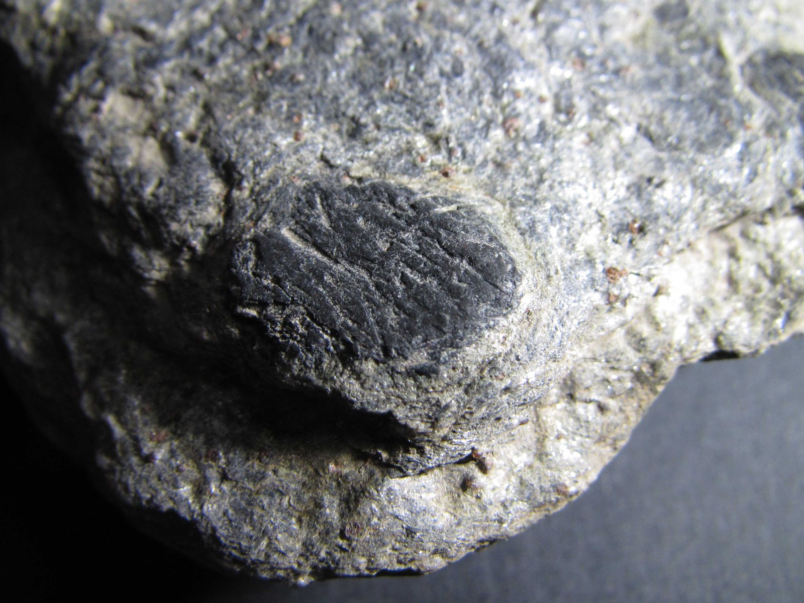 Cloritoide
Cristal de 12 x 17 mm.
(Autor: prcantos)
