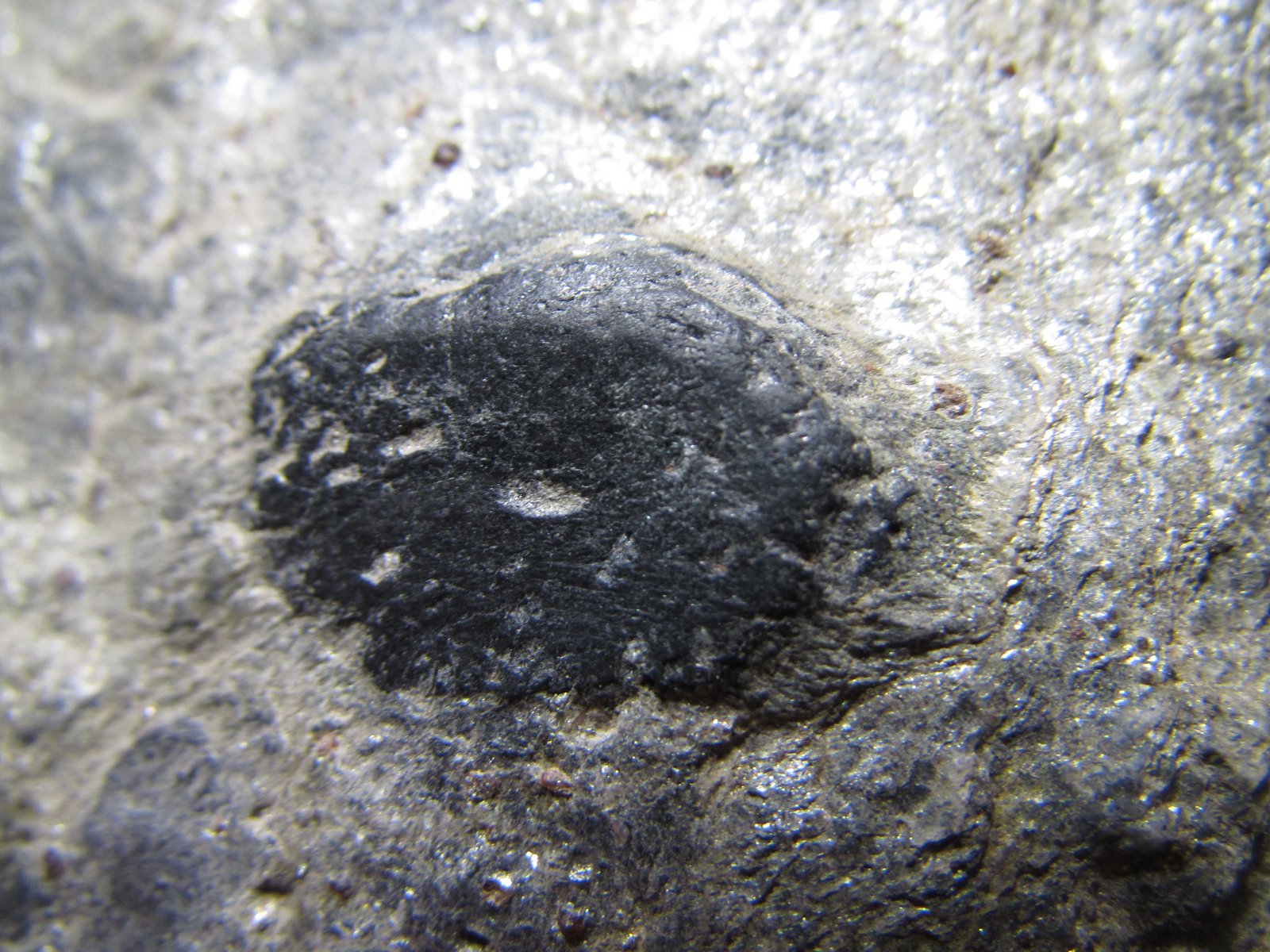 Cloritoide
18 x 11 mm.
(Autor: prcantos)