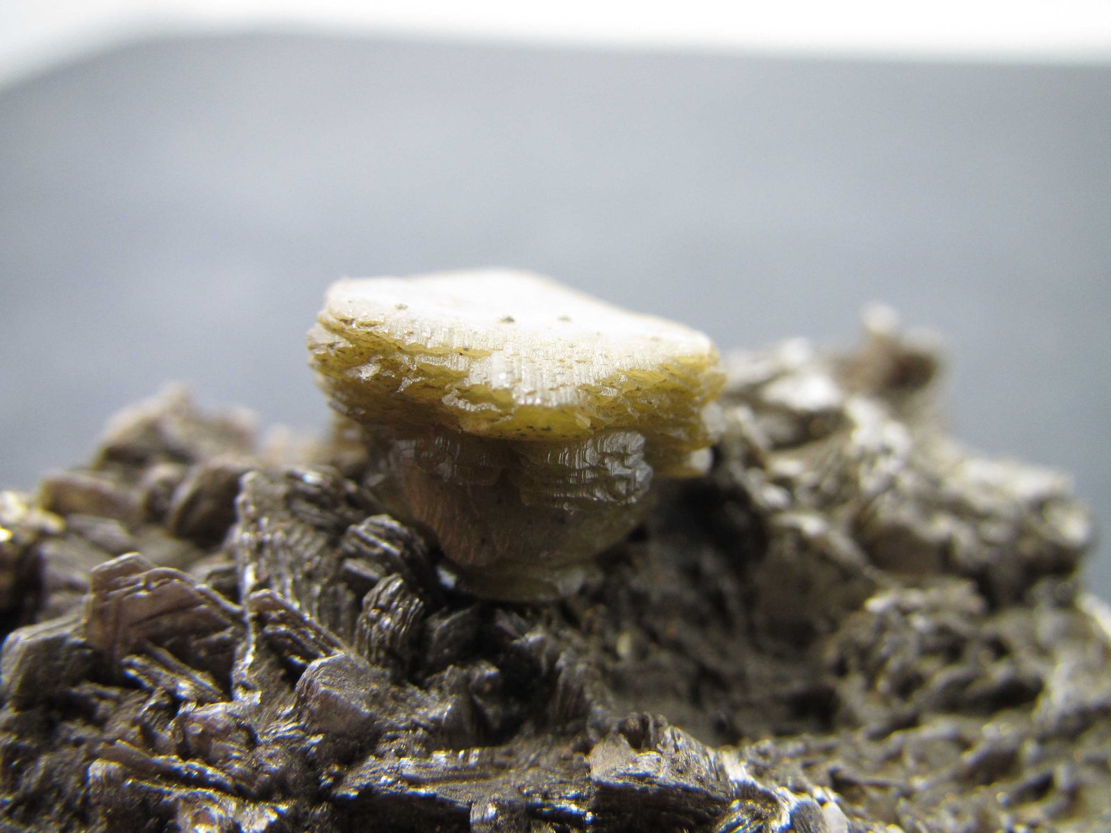 Siderita, moscovita
Cristal de 13 mm. de ancho (diagonal del hexágono)
(Autor: prcantos)