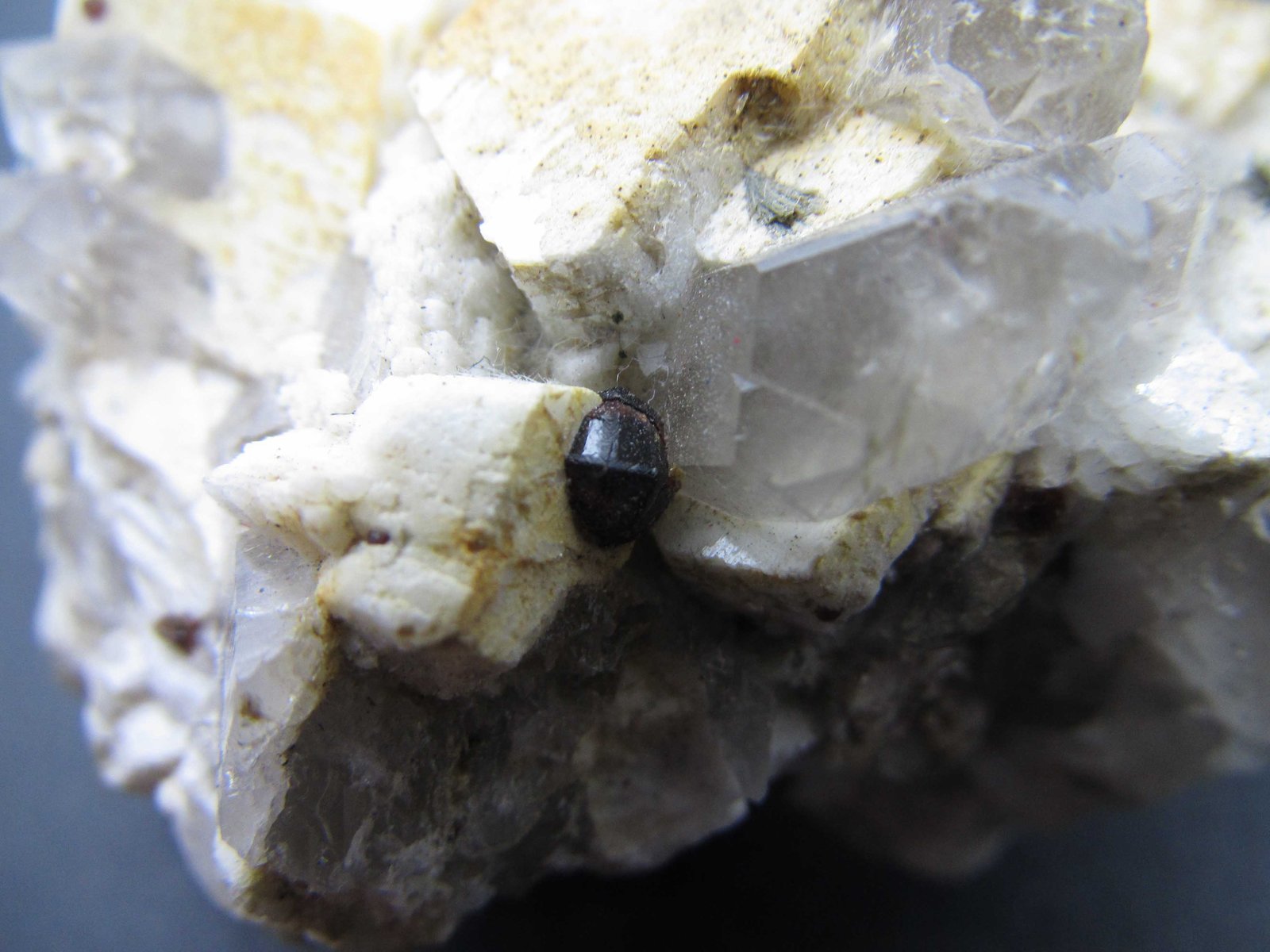 Almandino
3'5 cm. ancho de campo
(Autor: prcantos)