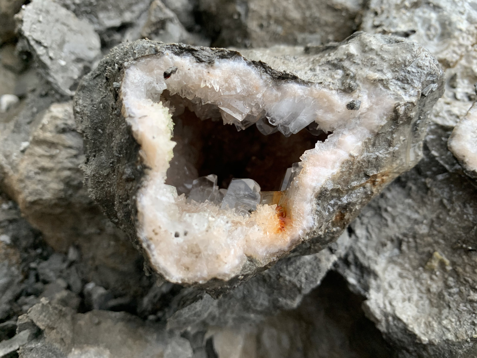 Celestina
8 x 6 cm
(Autor: Pedro FD)
