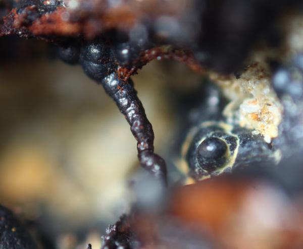 Goethita
3 mm.
(Autor: usoz)