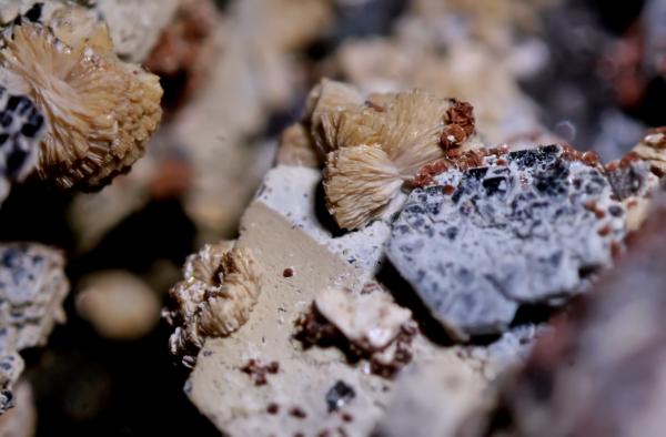 Titanita, Hematites, Chamosita, Fluorita.
3 mm.
(Autor: usoz)