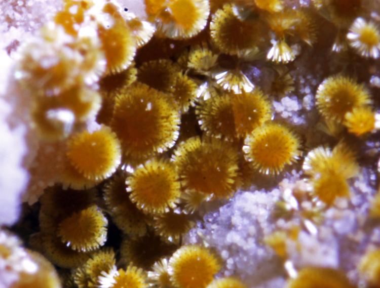Cacoxeno
encuadre 3 mm
(Autor: usoz)