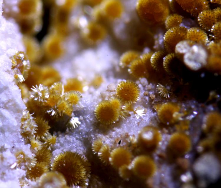 Cacoxeno
encuadre 3 mm
(Autor: usoz)