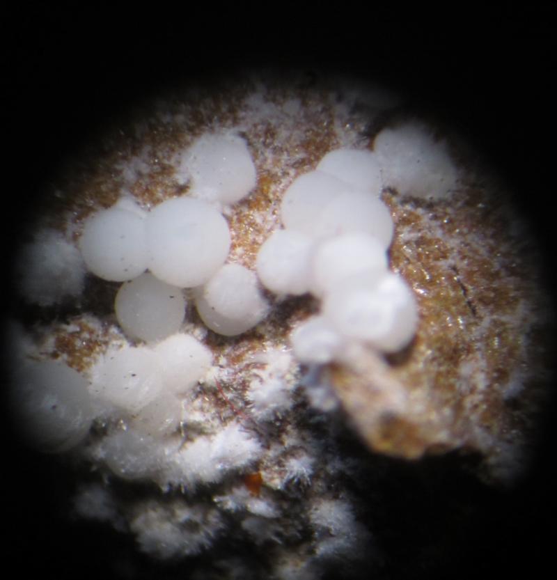 Fluorapatito (var. Carbonato-fluorapatito)
Esferas de 1 mm. aprox.
(Autor: Carles Rubio)