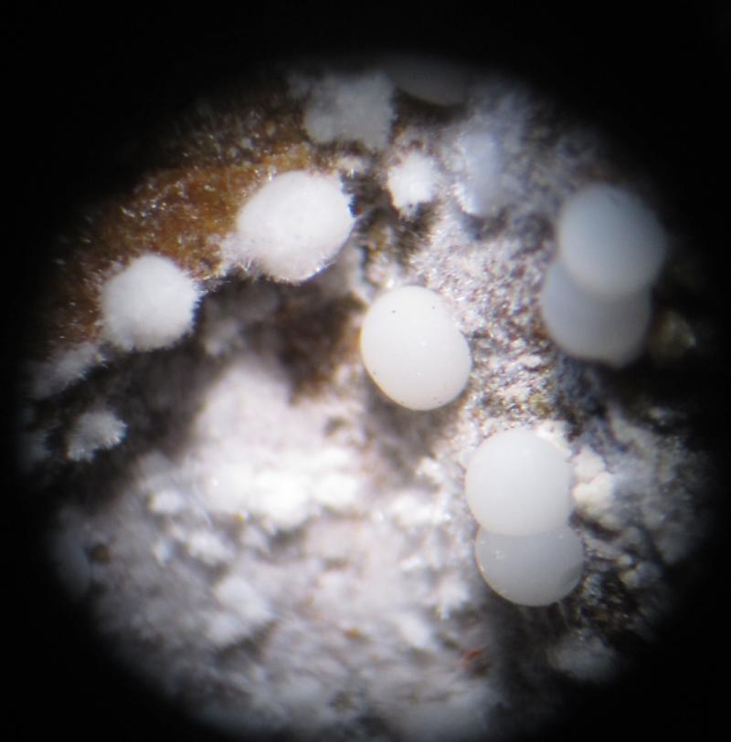 Fluorapatito (var. Carbonato-fluorapatito)
Esferas de 1 mm. aprox.
(Autor: Carles Rubio)