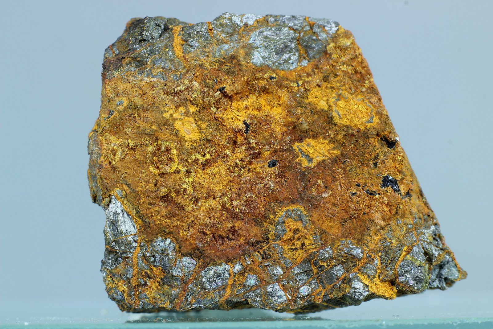 Karibibita
31x21 mm
(Autor: Juan Espino)