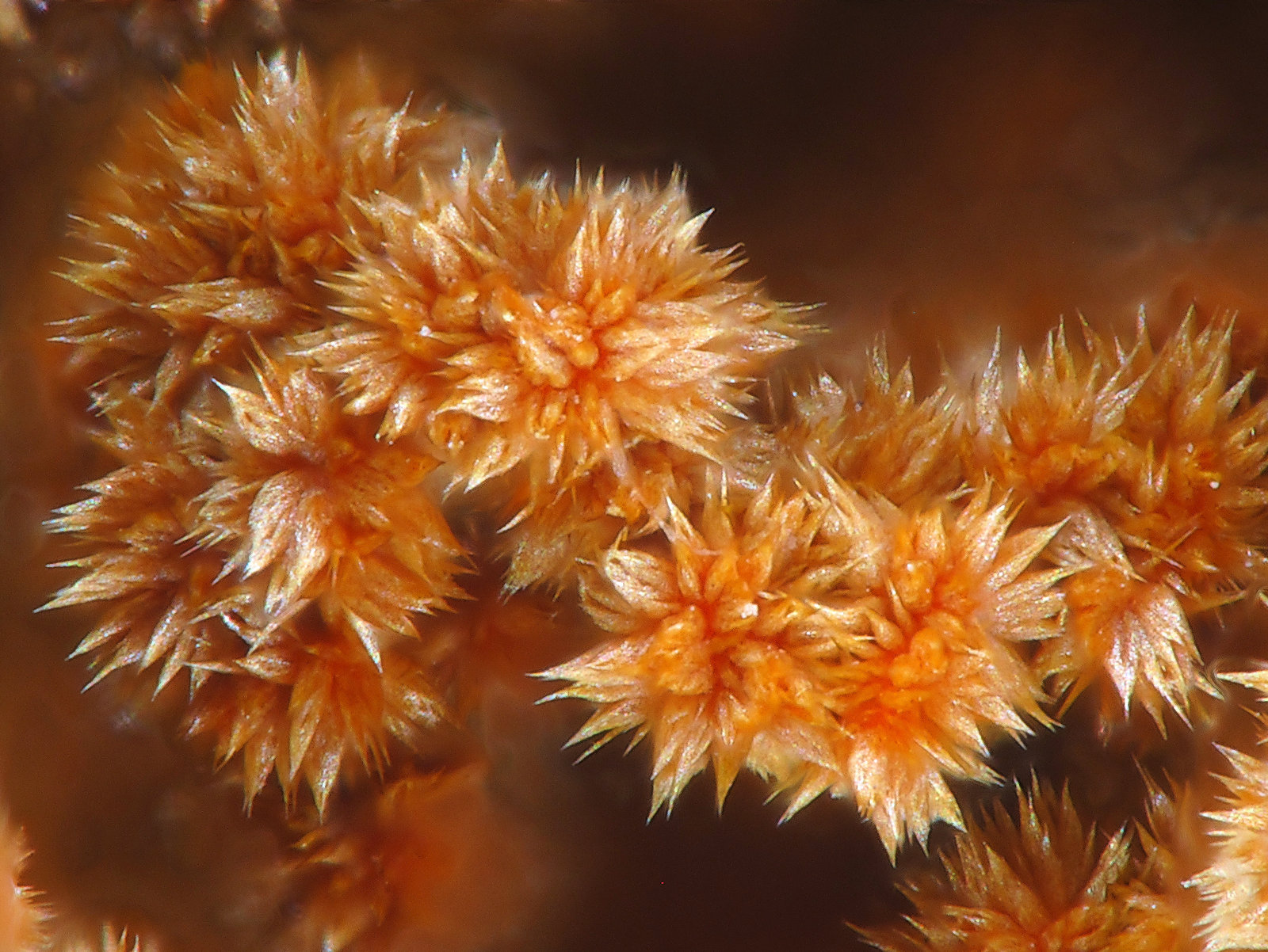 Karibibita
fov 3 mm
(Autor: Antonio P. López)