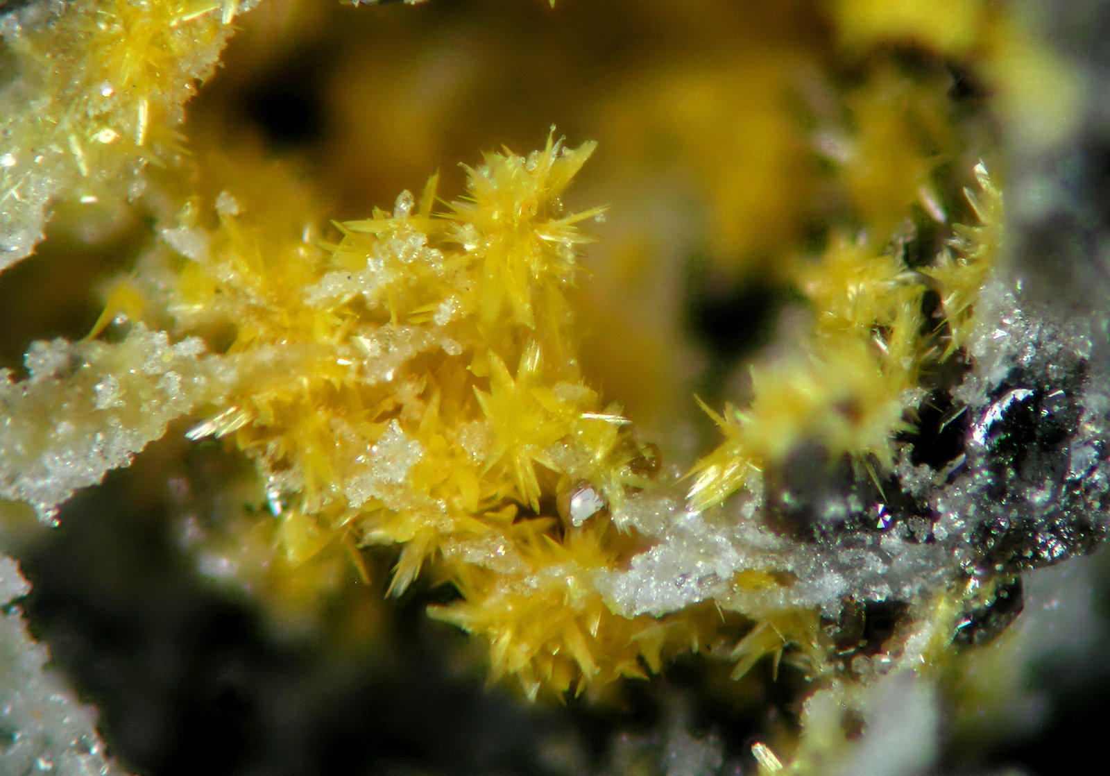 Kasolita
FOV 0.5 mm
(Autor: Cesar M. Salvan)