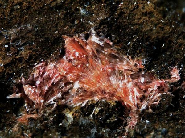 Kenhsuita
Grupo de cristales de más de 1 cm
(Autor: Adrian Pesudo)