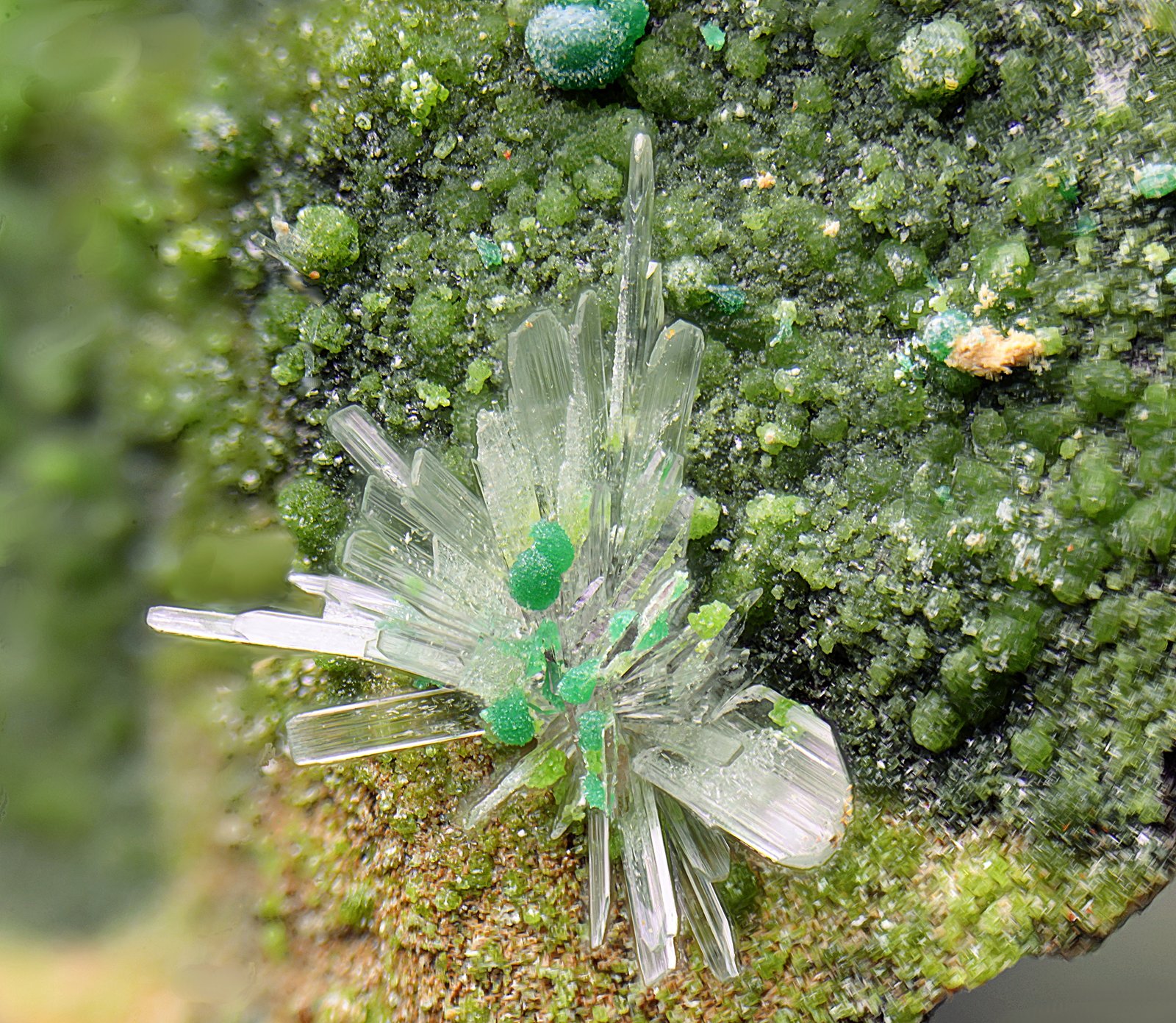 Hemimorfita, duftita y rosasita.
Campo de visión 4 mm.
(Autor: Antonio Carmona)