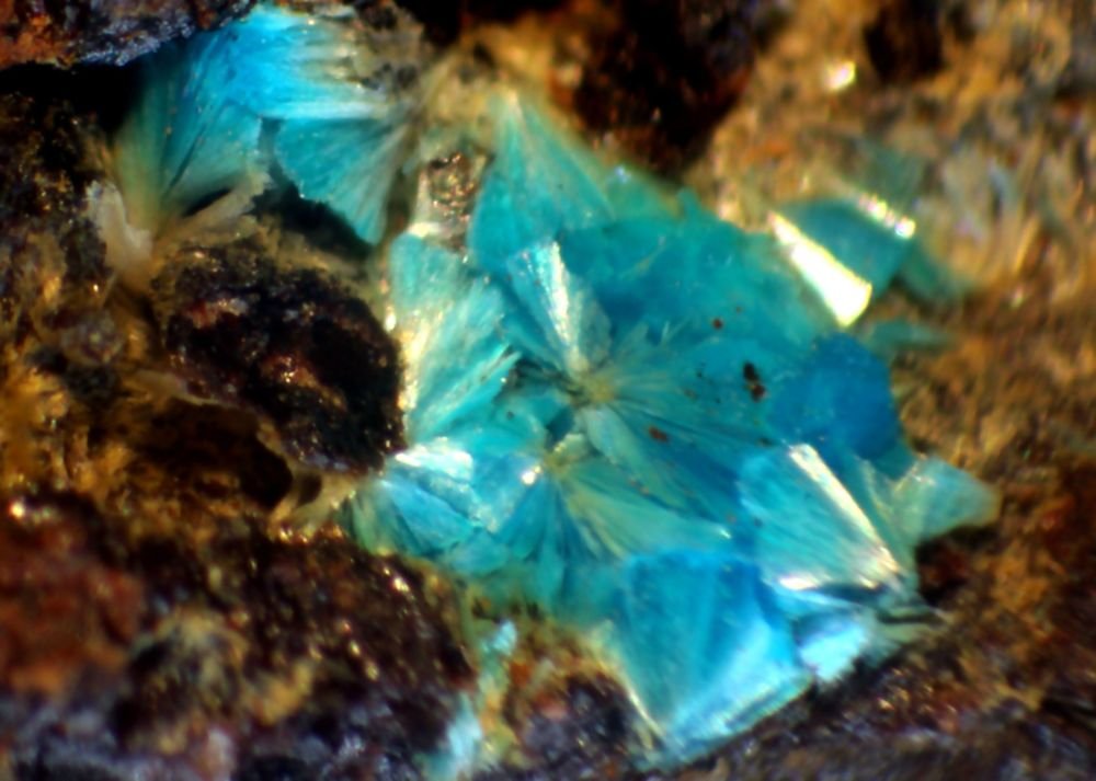 Lavendulana
(Autor: José Luis Zamora)
