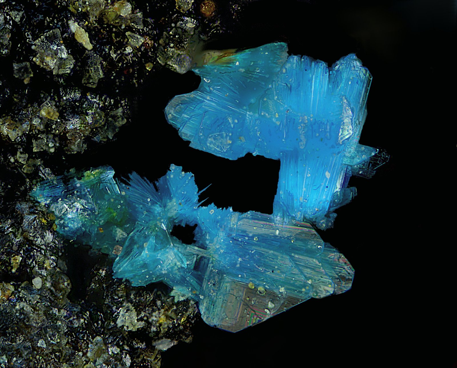 Lavendulana.
Campo de visión de 1 mm.
(Autor: Antonio Carmona)