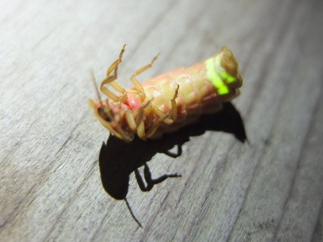 Luciérnaga "patas arriba"
(Autor: Emilio Téllez)