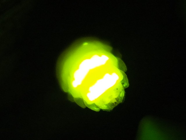 Luciérnaga "abdomen"
(Autor: Emilio Téllez)