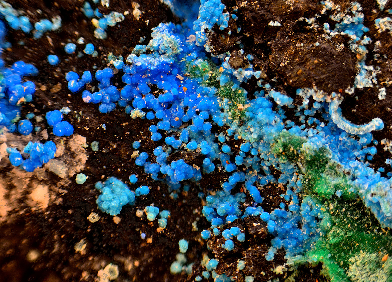 Cianotriquita
Campo de visión de 3 mm
(Autor: Antonio Carmona)