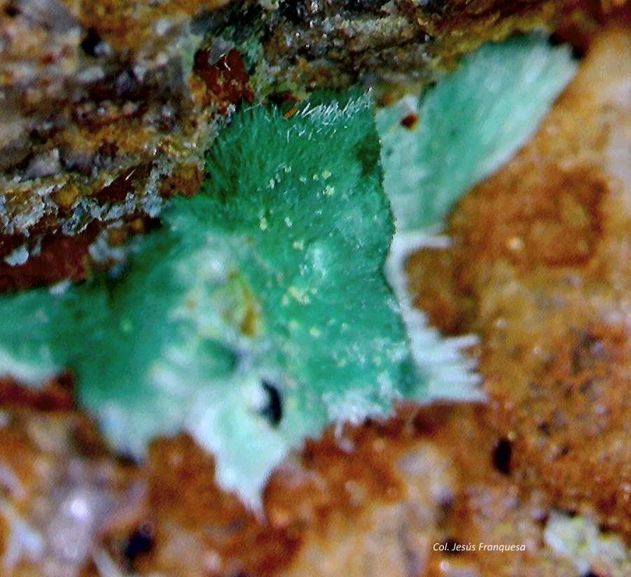 Malaquita.
0´923 x 0´702 mm.
(Autor: Jesus Franquesa Baucells)