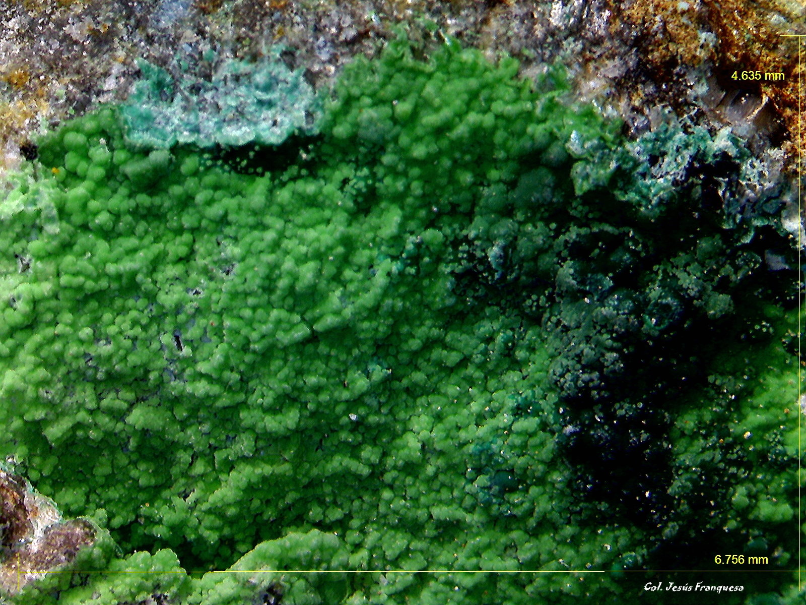 Malaquita pseudomórfica de Conichalcita.
6´756 x 4´635 mm.
(Autor: Jesus Franquesa Baucells)