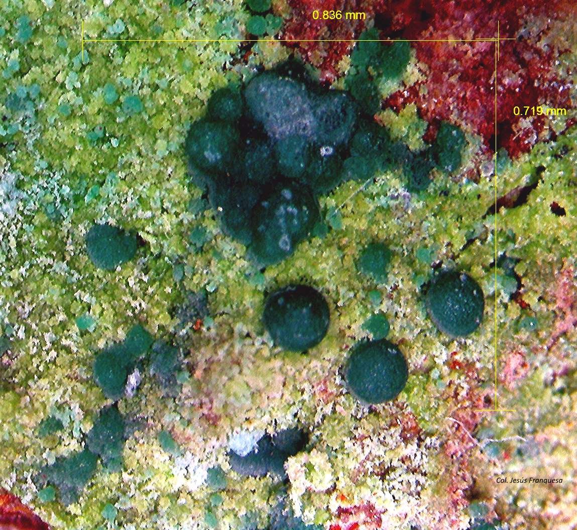 Malaquita y Conicalcita.
0´836 x 0´719 mm.
(Autor: Jesus Franquesa Baucells)