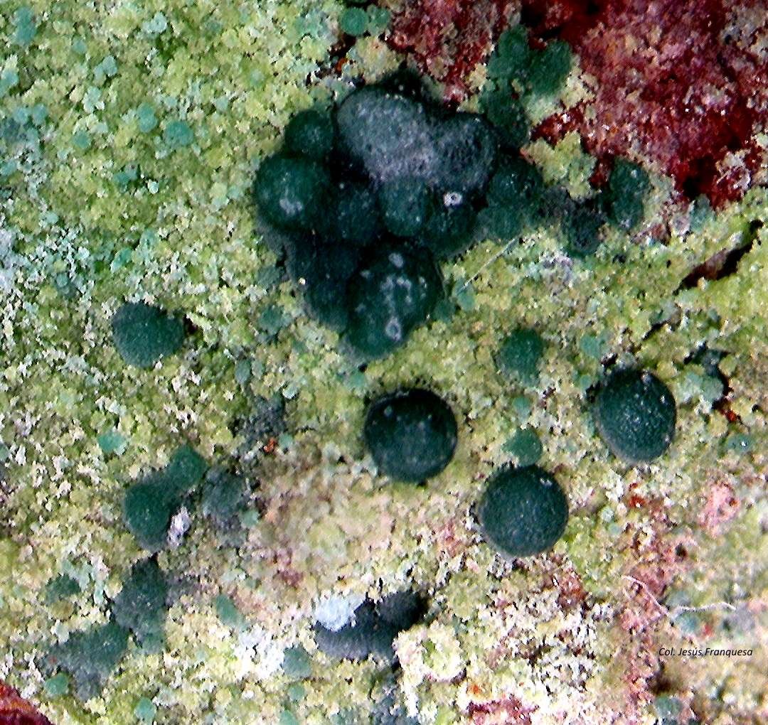 Malaquita y Conicalcita.
0´836 x 0´719 mm.
(Autor: Jesus Franquesa Baucells)