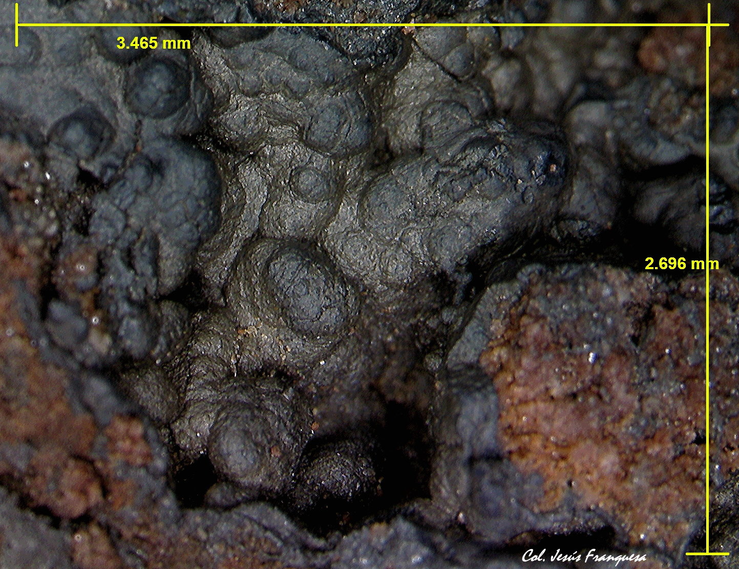 Oxido de Manganeso
3´465 x 2´696 mm.
(Autor: Jesus Franquesa Baucells)