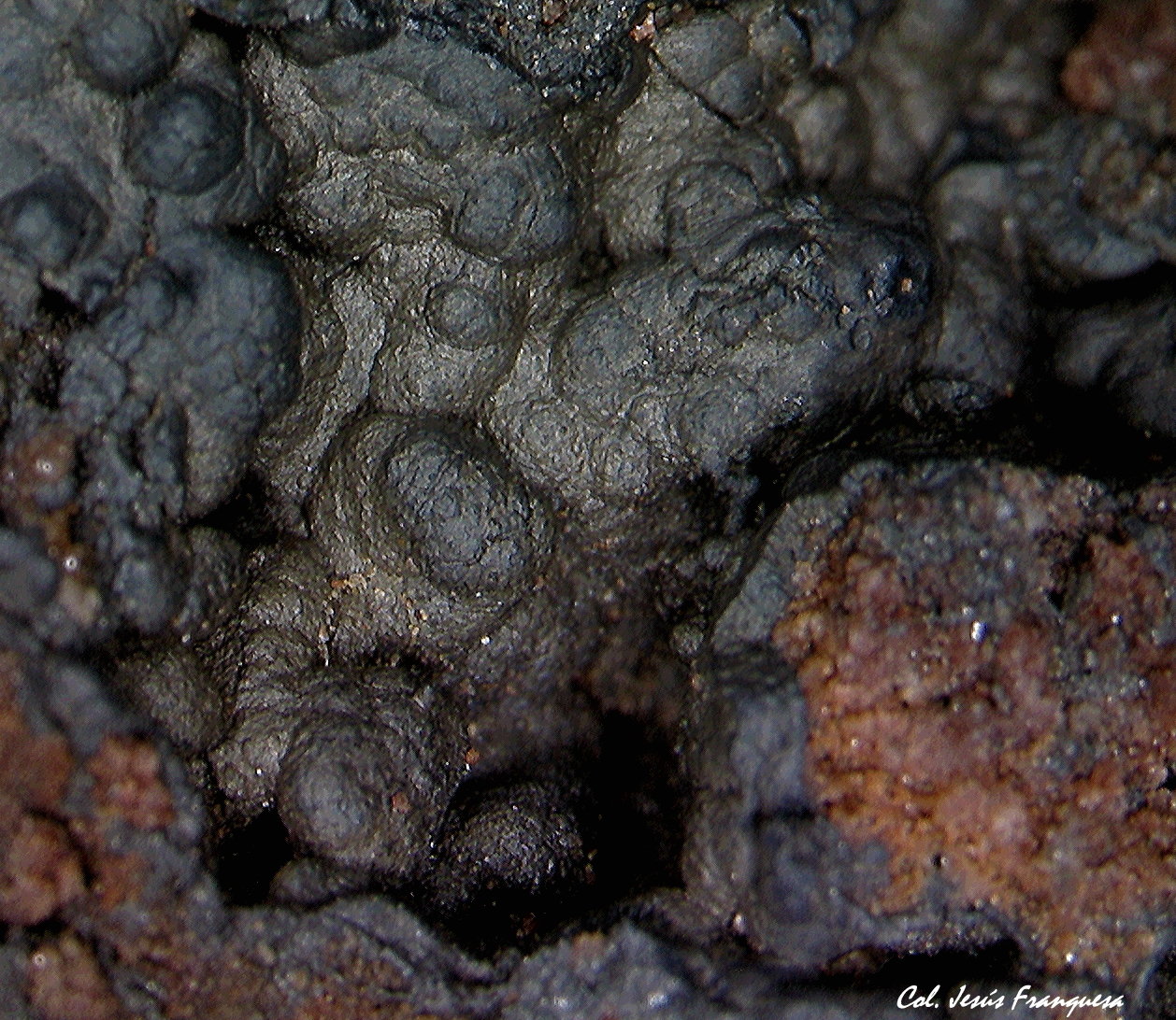Oxido de Manganeso
3´465 x 2´696 mm.
(Autor: Jesus Franquesa Baucells)