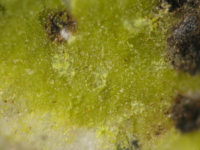 Mottramita
Costra cristalina de aprox. 1 cm de diámetro.
(Autor: Cesar M. Salvan)