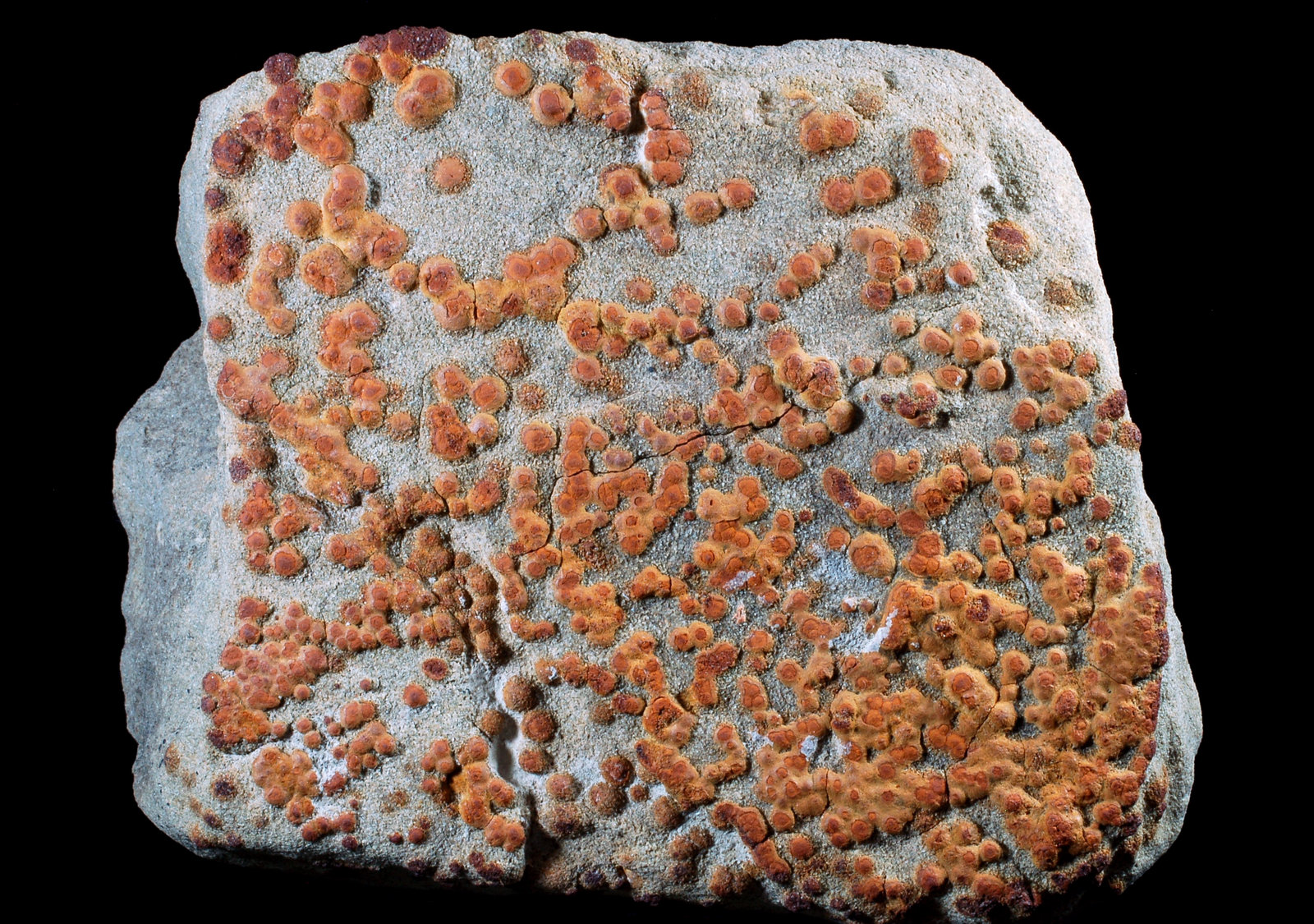 limonita pseudomórfica de Pirita
8,1 x 6,6 x 2,7 cms
(Autor: Joan Martinez Bruguera)