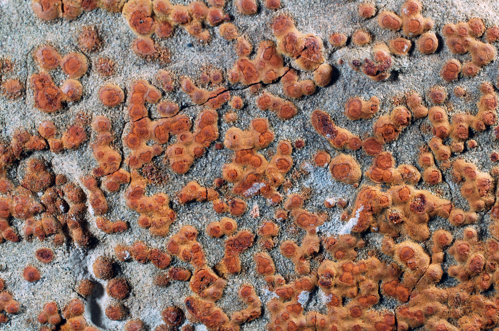 limonita pseudomórfica de Pirita
8,1 x 6,6 x 2,7 cms
(Autor: Joan Martinez Bruguera)