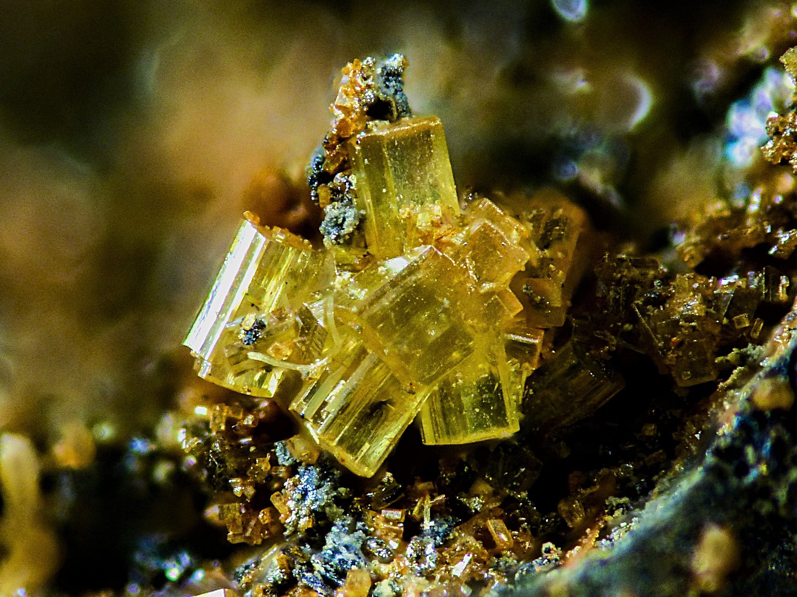 Nealita
2 mm
(Autor: Borja Sainz de Baranda)