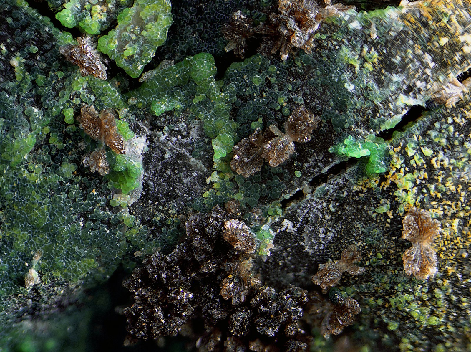 Olivenita (variedad cobaltífera)
Campo de visión de 2 mm.
(Autor: Antonio Carmona)