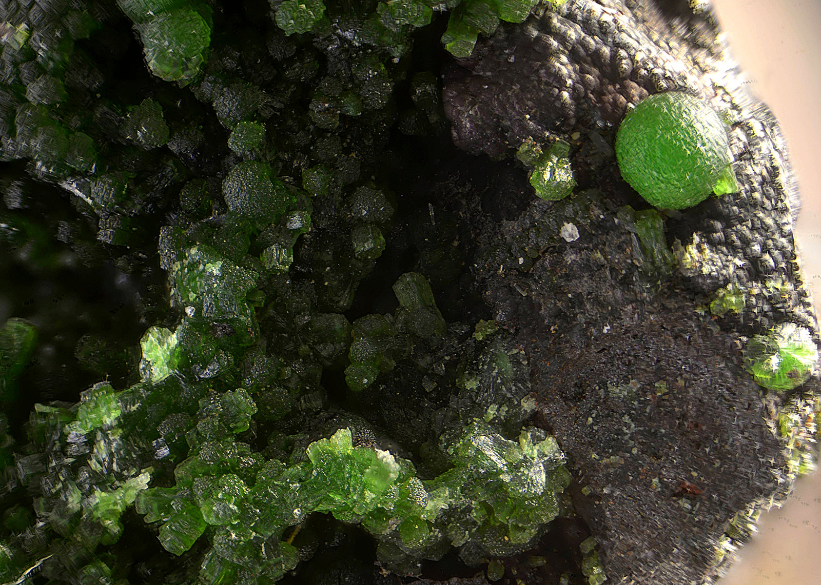 Olivenita y Conicalcita.
Campo de visión de 3 mm.
(Autor: Antonio Carmona)