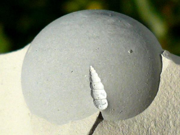 Ópalo (variedad menilito)
Diámetro: 1,5 cm. Fósil: 5 mm.
(Autor: nerofis2)