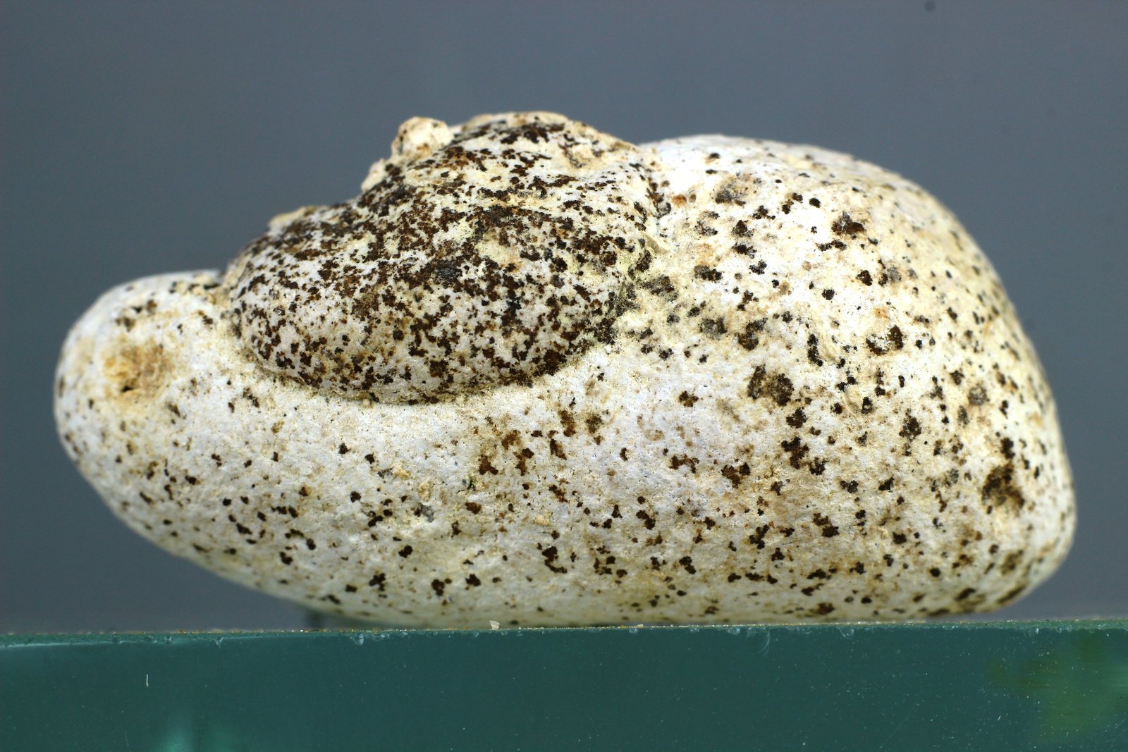 Ópalo (variedad menilita)
37x17 mm
(Autor: Juan Espino)
