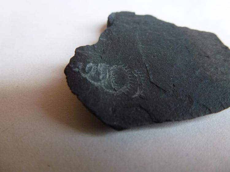 Pizarra con Graptolites
5 x 4 cm.
(Autor: javier ruiz martin)