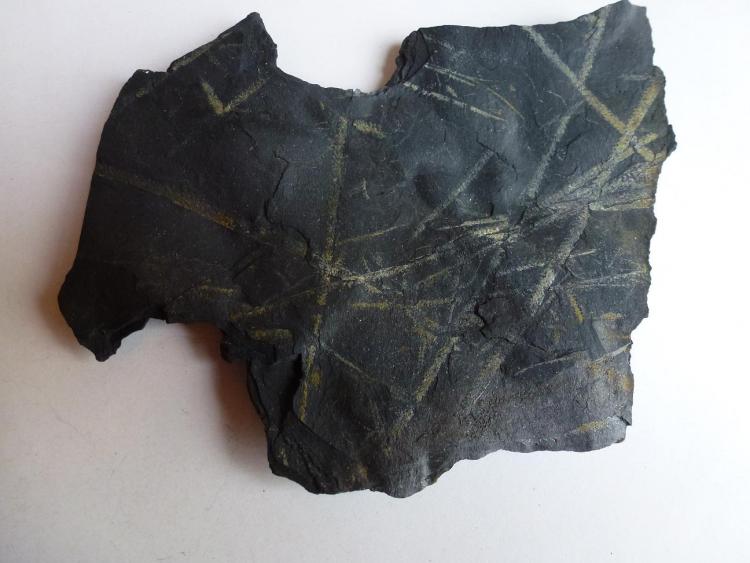 Pizarra con Graptolites
12 x 10 cm.
(Autor: javier ruiz martin)